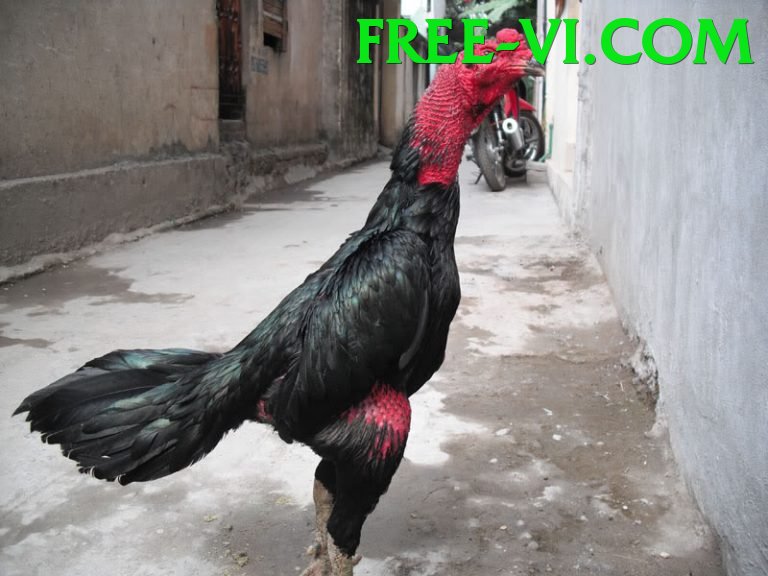 Đá Gà Trực Tiếp - free - Game RPG