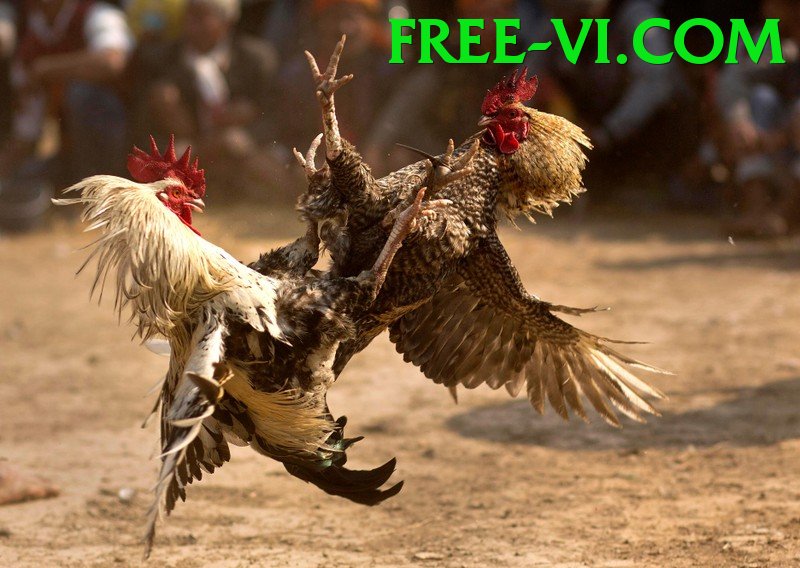 Trường Đấu Đá Gà Chuyên Nghiệp - Game chiến thuật